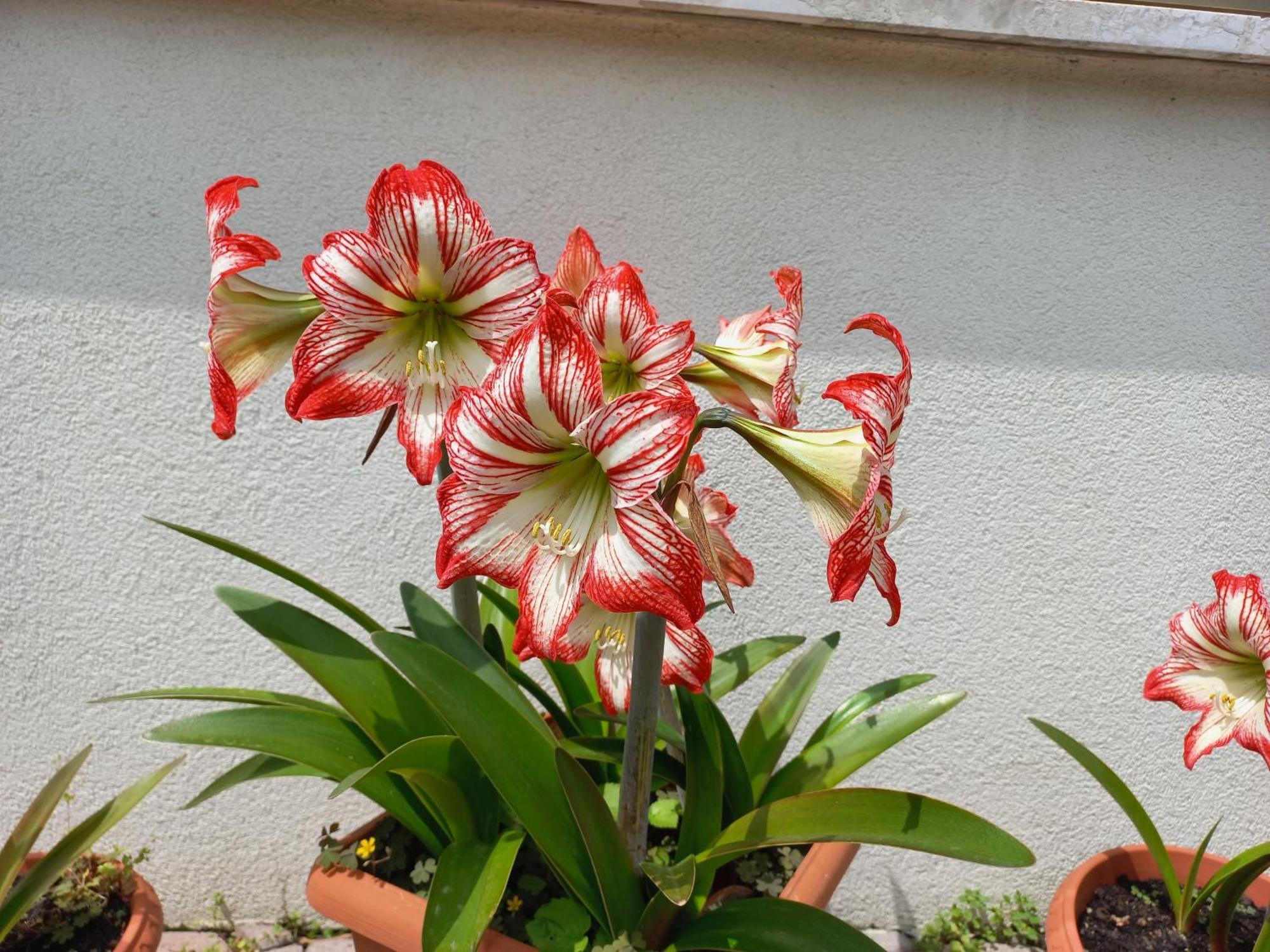 Appartamento Le Magnolie 2 ميستر المظهر الخارجي الصورة