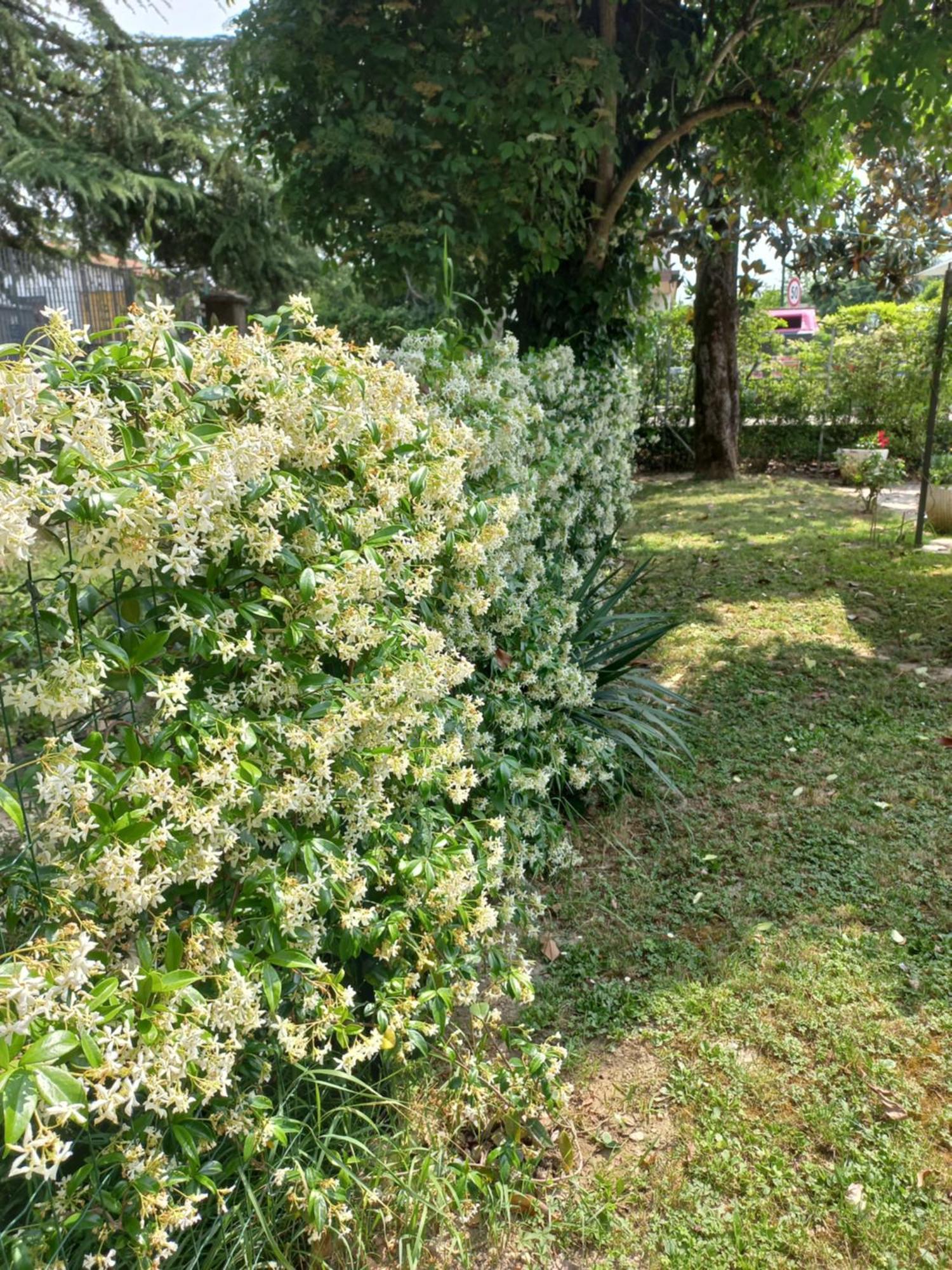 Appartamento Le Magnolie 2 ميستر المظهر الخارجي الصورة