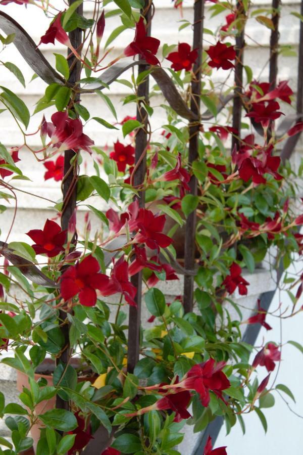 Appartamento Le Magnolie 2 ميستر المظهر الخارجي الصورة