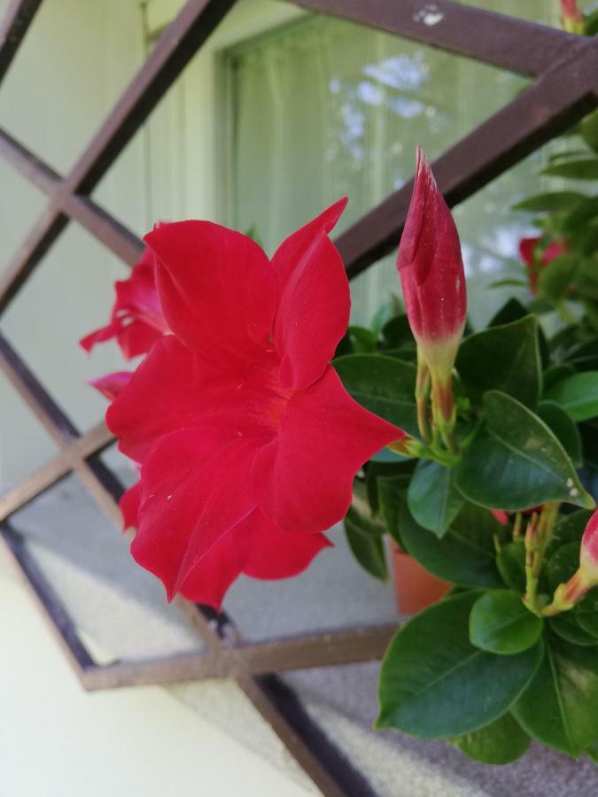 Appartamento Le Magnolie 2 ميستر المظهر الخارجي الصورة